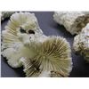 Image 4 : Lot of Assorted Ocean Specimens Coral Pieces, Etc