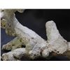 Image 7 : Lot of Assorted Ocean Specimens Coral Pieces, Etc