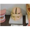 Image 2 : Lot of 4 Medical Dioramas Educational Teeth, Brain, Ear