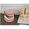 Image 3 : Lot of 4 Medical Dioramas Educational Teeth, Brain, Ear