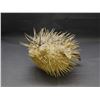 Image 1 : Taxidermy Puffer Fish Blow Fish