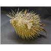 Image 2 : Taxidermy Puffer Fish Blow Fish