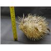 Image 3 : Taxidermy Puffer Fish Blow Fish