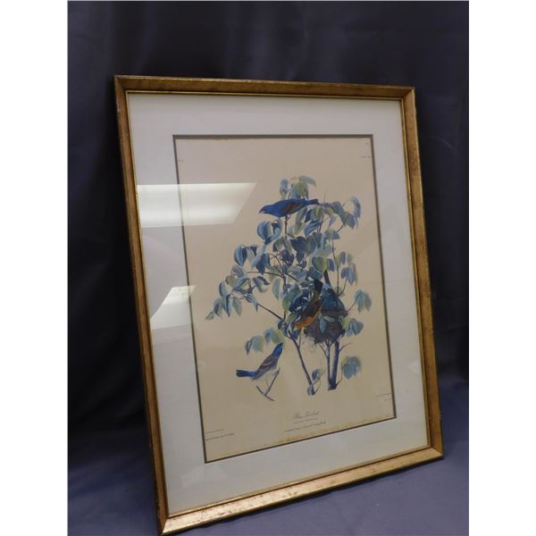 Vintage Art Print Blue Grisbeak 19" x 26"