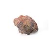 Image 13 : Holbrook, Arizona Triassic Petrified Wood Samples