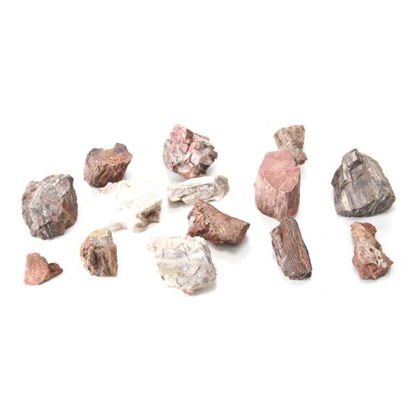 Holbrook, Arizona Triassic Petrified Wood Samples
