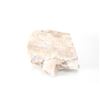 Image 9 : Holbrook, Arizona Triassic Petrified Wood Samples