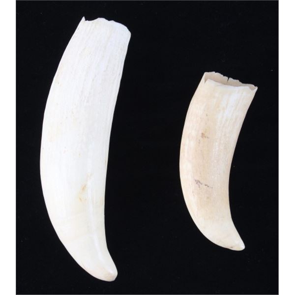 Antique Sperm Whale Teeth Matching Pair