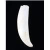 Image 2 : Antique Sperm Whale Teeth Matching Pair