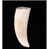 Image 8 : Antique Sperm Whale Teeth Matching Pair