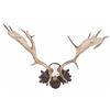 Image 1 : Dr. R. K. Hytha "Waidmannsheid" Fallow Deer Mount