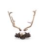 Image 2 : Dr. R. K. Hytha "Waidmannsheid" Fallow Deer Mount