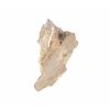 Image 8 : Hyaenodon Horridus Fine Lower Jaw & Teeth Fossil