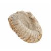Image 8 : Rare Ammonite Defined Suture 5 1/4" Fossil