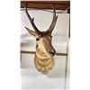 Image 1 : TAXIDERMY PRONGHORN ANTELOPE HEAD APPROX 20" X 29"