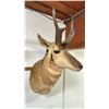Image 2 : TAXIDERMY PRONGHORN ANTELOPE HEAD APPROX 20" X 29"