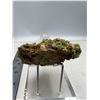 Image 4 : 3.5 INCH LIGHT GREEN FOREST LIKE PHROMOPHITE