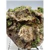 Image 5 : 3.5 INCH LIGHT GREEN FOREST LIKE PHROMOPHITE