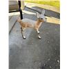 Image 1 : Concrete deer