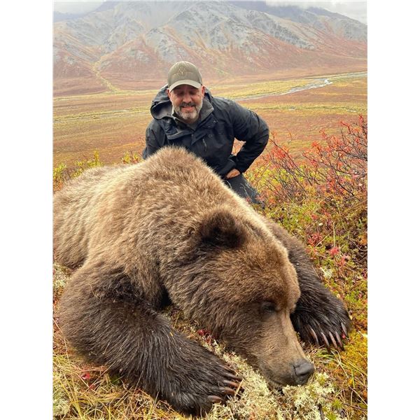 Arctic Grizzly with a Bonus of giant velvet caribou!