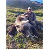 Image 2 : Arctic Grizzly with a Bonus of giant velvet caribou!