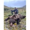 Image 4 : Arctic Grizzly with a Bonus of giant velvet caribou!
