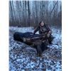 Image 3 : Alberta Back Country Rut Moose Hunt with a WOLF TAG