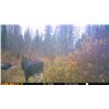 Image 5 : Alberta Back Country Rut Moose Hunt with a WOLF TAG