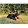 Image 1 : Spring Alberta Bear Hunt for 2 Hunters 1 bear per hunter 2nd bear on trophy fee