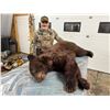 Image 2 : Spring Alberta Bear Hunt for 2 Hunters 1 bear per hunter 2nd bear on trophy fee