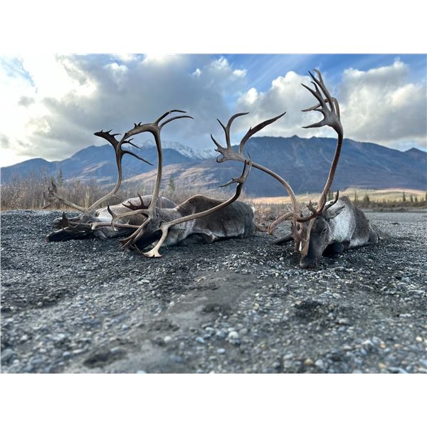Alaskan Caribou float hunt for 2!