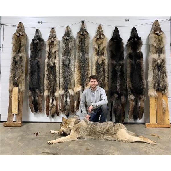 Baited wolf hunt for 2 in Northern Alberta