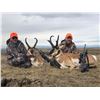 Image 2 : Wyoming Antelope hunt with Forbes Outfitting for 2026