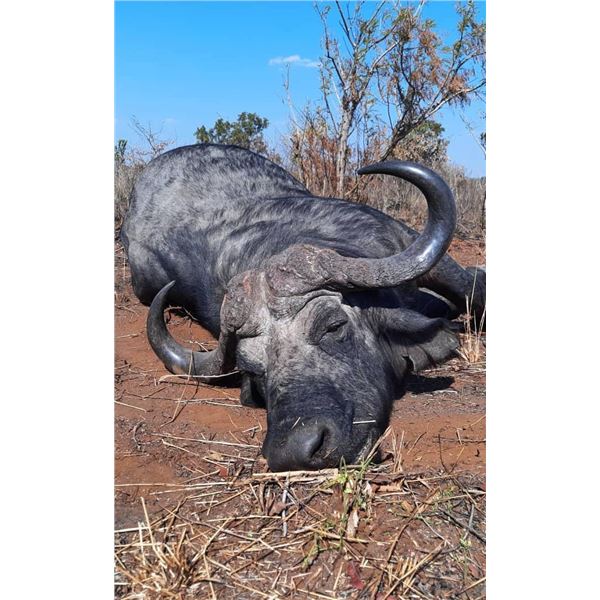 Seven Day Buffalo Safari in Zimbabwe