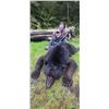 Image 3 : Boat Based Giant Southeast Alaskan Black Bear for 2