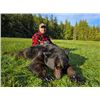 Image 4 : Boat Based Giant Southeast Alaskan Black Bear for 2