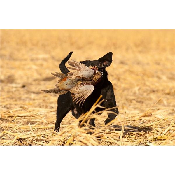 South Dakota Pheasant Hunt for 4 Hunters