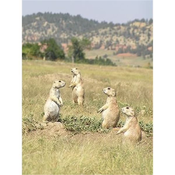 Semi guided Prairie Dog hunt on private land for 4 with lodging!