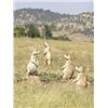 Image 1 : Semi guided Prairie Dog hunt on private land for 4 with lodging!