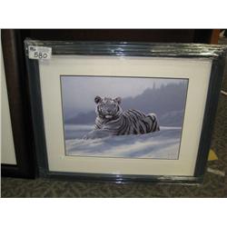 siberian Tiger  Print