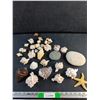 Image 1 : Various Sea Shells, Rocks and Sea Star