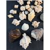 Image 4 : Various Sea Shells, Rocks and Sea Star