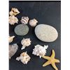 Image 5 : Various Sea Shells, Rocks and Sea Star
