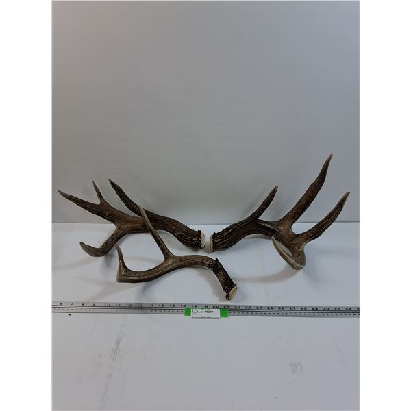 (3) Deer Shed Antlers - This Years Shed