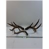 Image 1 : (3) Deer Shed Antlers - This Years Shed