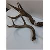 Image 2 : (3) Deer Shed Antlers - This Years Shed