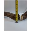 Image 3 : (3) Deer Shed Antlers - This Years Shed