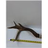 Image 5 : (3) Deer Shed Antlers - This Years Shed
