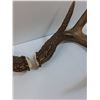 Image 6 : (3) Deer Shed Antlers - This Years Shed