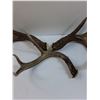 Image 7 : (3) Deer Shed Antlers - This Years Shed